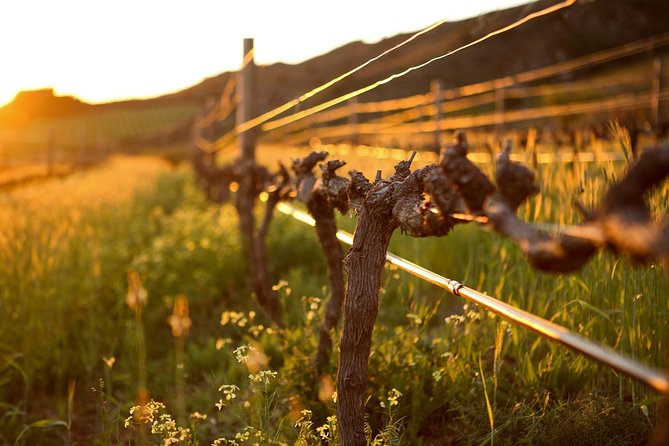 Luxury Wine Tour with Lunch - Cheetah Outreach changes the tone