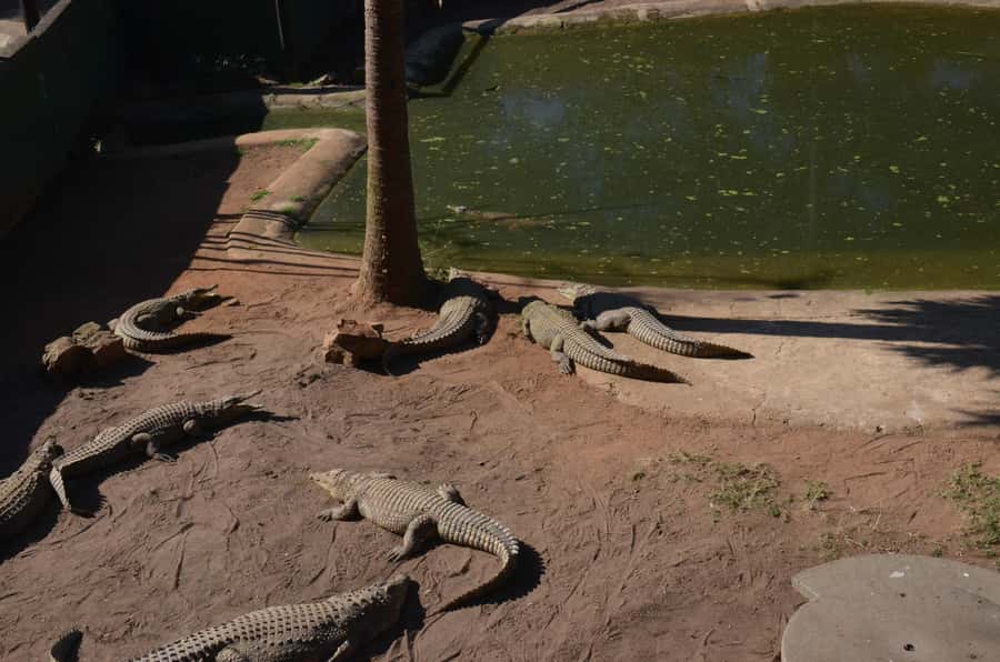 Mandela Capture Site Howick Falls & PheZulu Village Day Trip - Crocodiles, snakes and the Reptile Park