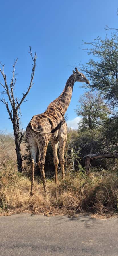 Maputo: Kruger National Park Day Trip - Key points before you book