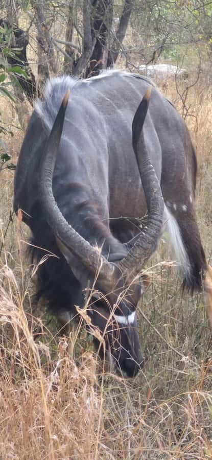 Maputo: Kruger National Park Day Trip - Why this Maputo safari makes sense