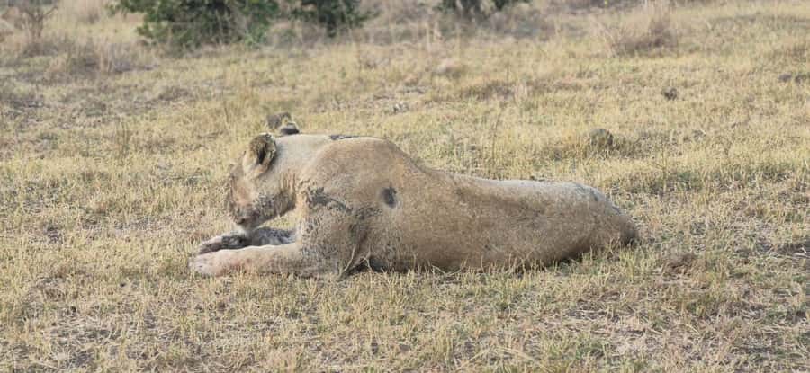 Maputo: Kruger National Park Day Trip - Crossing at Ressano Garcia and Komatipoort