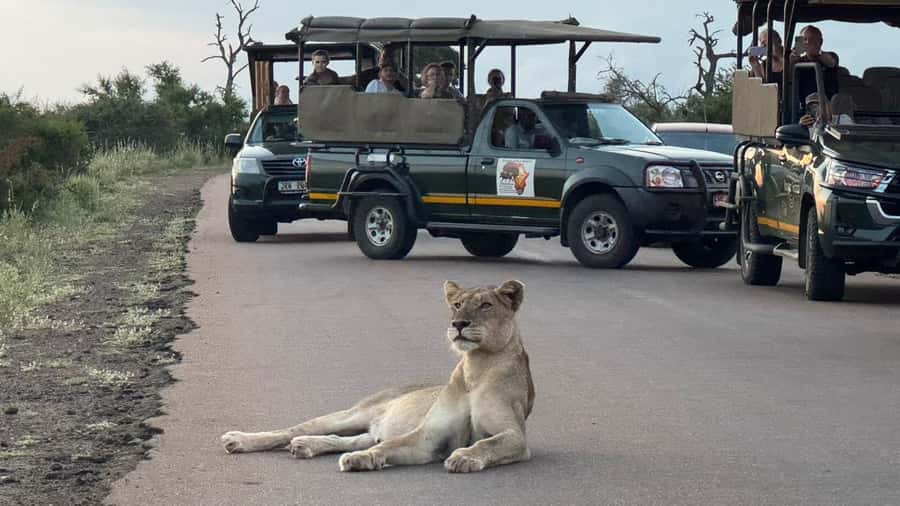 Maputo: Kruger National Park Day Trip - Morning safari or full-day safari?