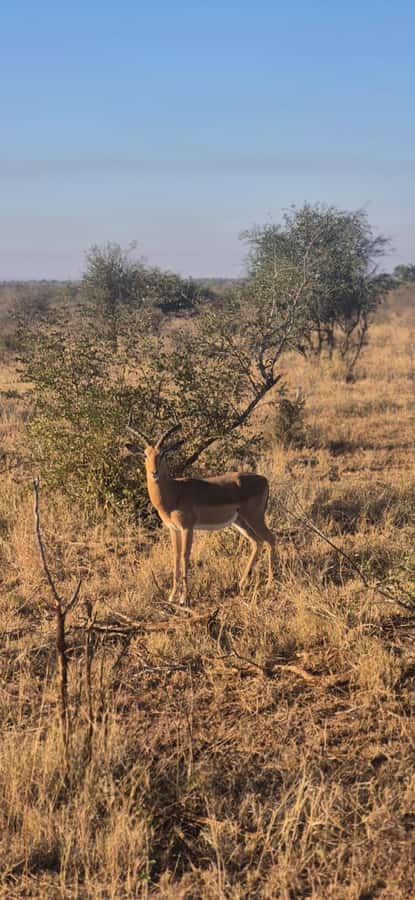 Maputo: Kruger National Park Day Trip - Rivers, waterholes, and changing scenery