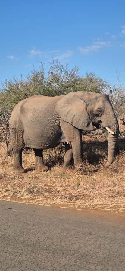 Maputo: Kruger National Park Day Trip - Wind, sun, and the practical side of the ride