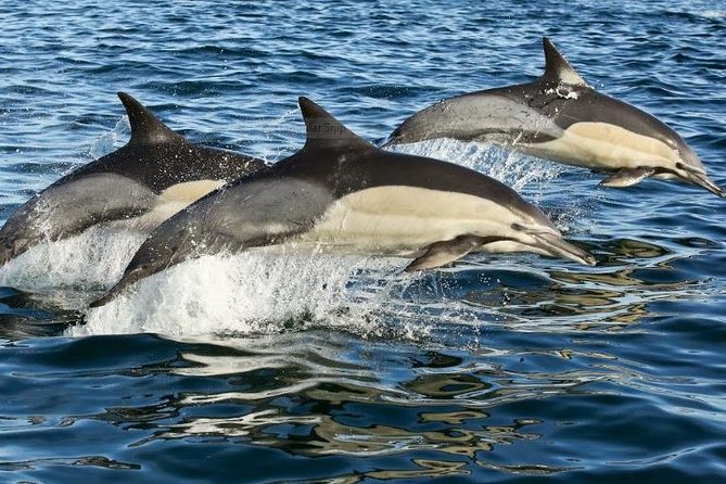 Marine Big 5 Full Day Guided Return Transfer Cape Town - Gansbaai - From Cape Town to Hermanus over Sir Lowry’s Pass