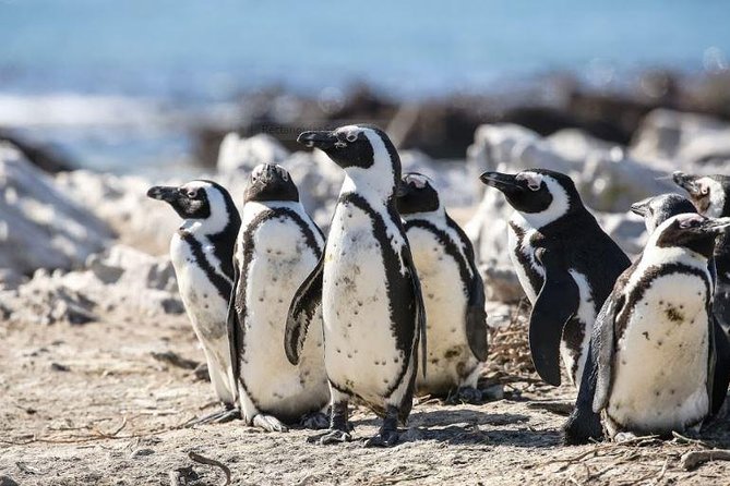 Marine Big 5 Full Day Guided Return Transfer Cape Town - Gansbaai - Lunch and time in Hermanus