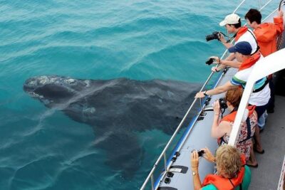 Marine Big 5 Full Day Guided Return Transfer Cape Town – Gansbaai