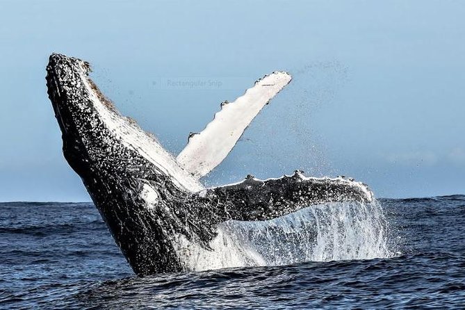 Marine Big 5 Full Day Guided Return Transfer Cape Town - Gansbaai - The return route through Kleinmond and Betty’s Bay