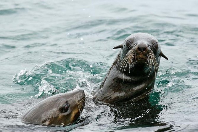 Marine Big 5 Full Day Guided Return Transfer Cape Town - Gansbaai - Stoney Point penguins before the hotel drop-off