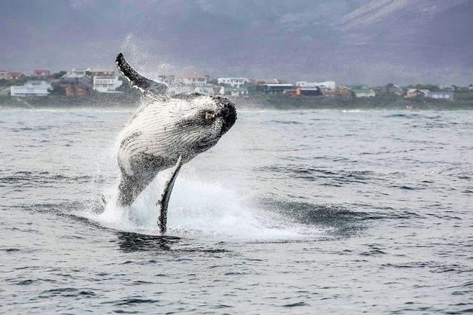 Marine Big 5 Full Day Guided Return Transfer Cape Town - Gansbaai - What the private format adds