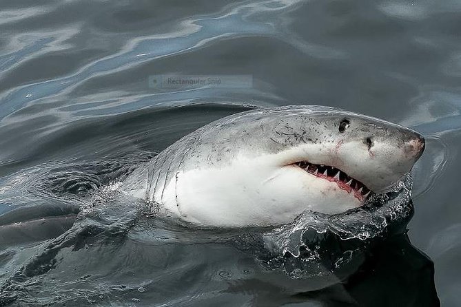 Marine Big 5 Full Day Guided Return Transfer Cape Town - Gansbaai - The true cost and overall value