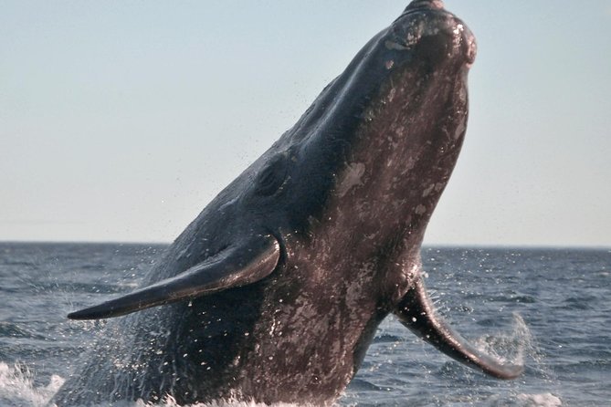 Marine Big 5 Safari full day trip from Cape Town - The early road from Cape Town to Gansbaai
