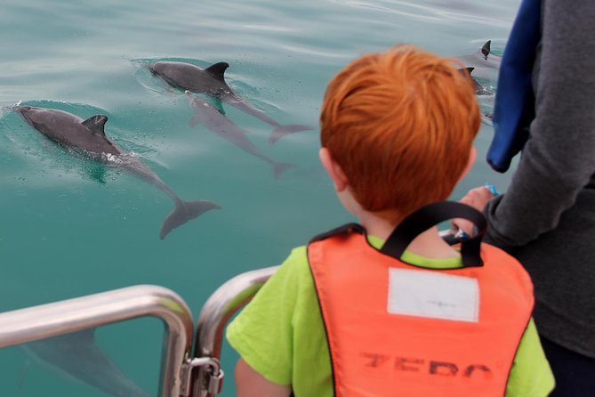 Marine Big 5 Safari full day trip from Cape Town - Seal Island and Geyser Rock