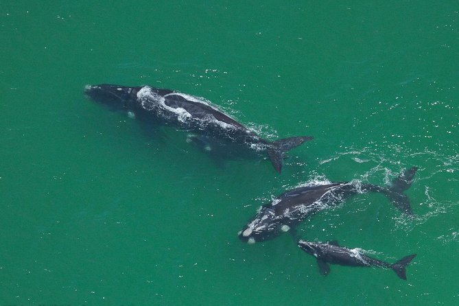 Marine Big 5 Safari full day trip from Cape Town - Shark Alley and the limits of shark watching