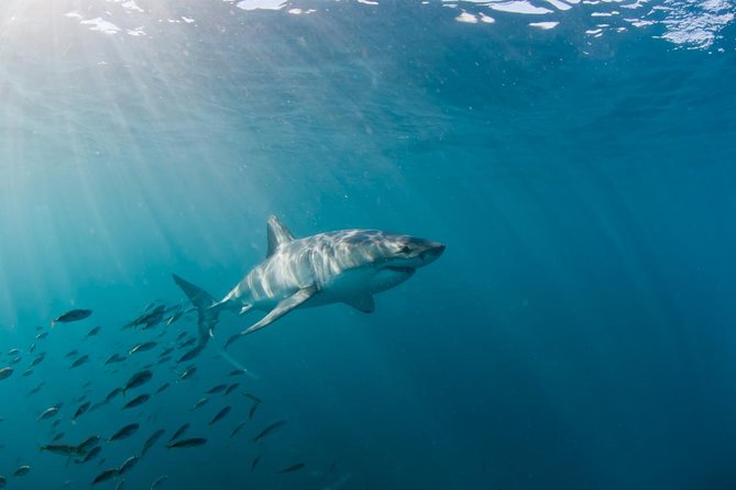 Marine Big 5 Safari full day trip from Cape Town - Rough water, seasickness, and physical demands