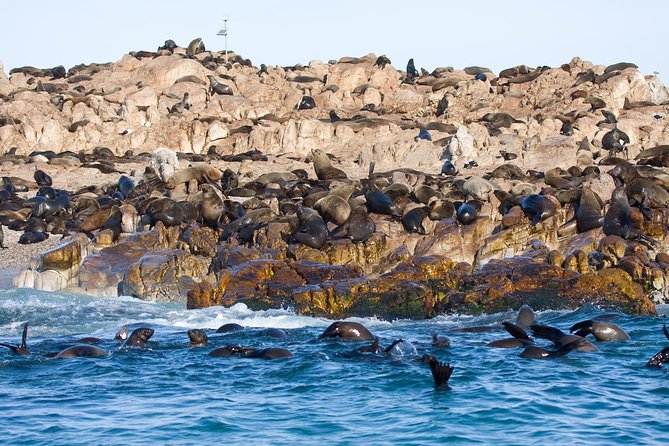 Marine Big 5 Safari full day trip from Cape Town - Dyer Island and the two-hour boat ride