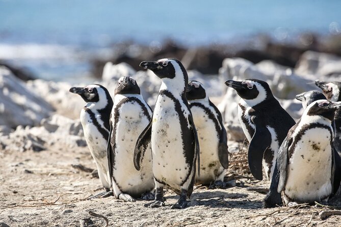 Marine Big 5 Safari with transport from Cape Town - The boat ride, comfort, and sea conditions