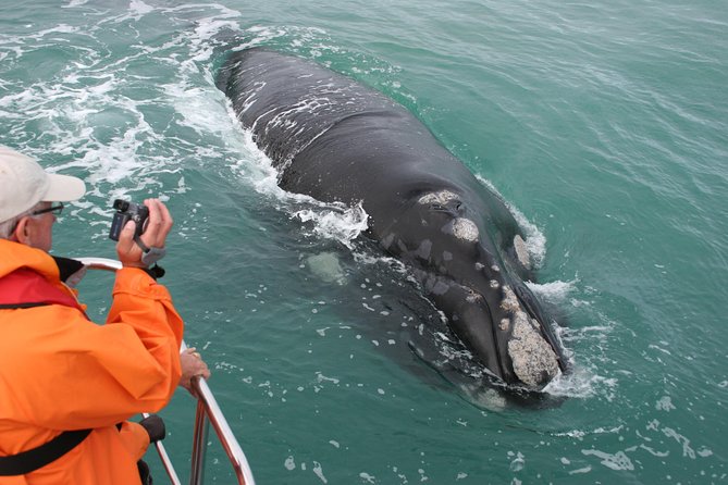 Marine Big 5 Safari with transport from Hermanus - Key points before you book