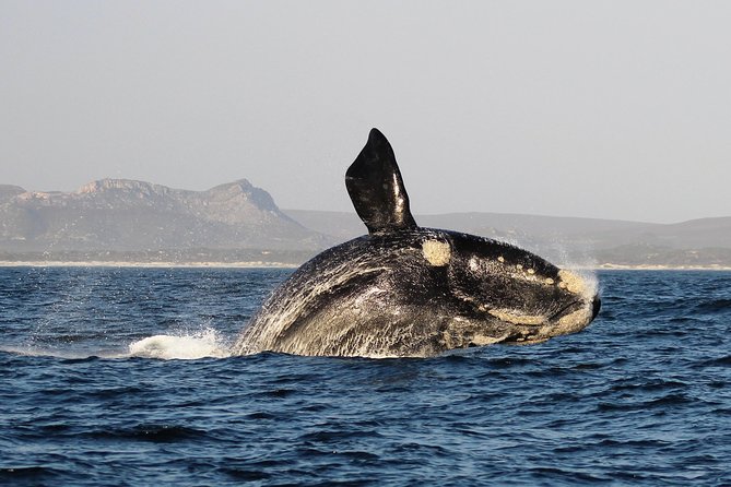 Marine Big 5 Safari with transport from Hermanus - What the Marine Big 5 really means