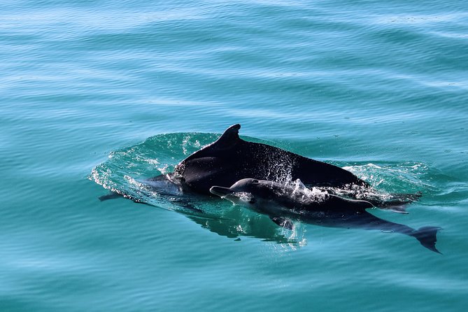 Marine Big 5 Safari with transport from Hermanus - Two hours around Dyer Island