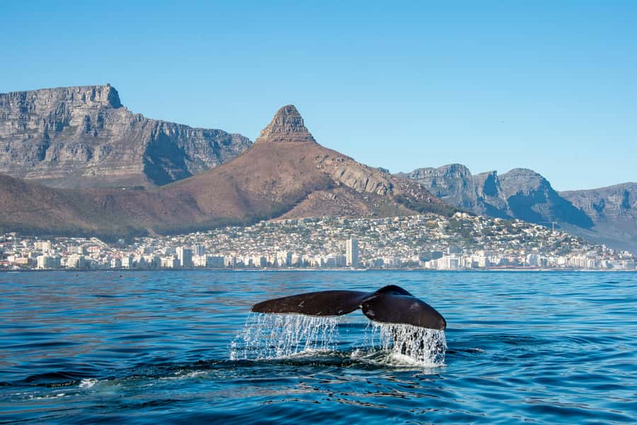 Marine Eco Cruise and Half-Day Wine Route with Tastings - Why this combination is unusual