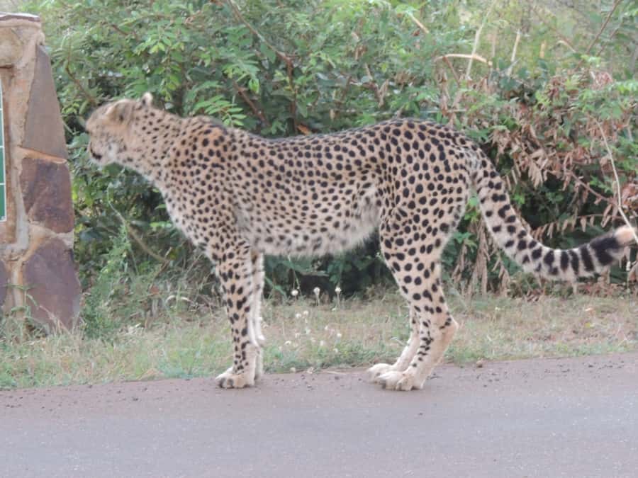 Marloth Park: Kruger National Park Safari Game Drives - Key points to know before you book