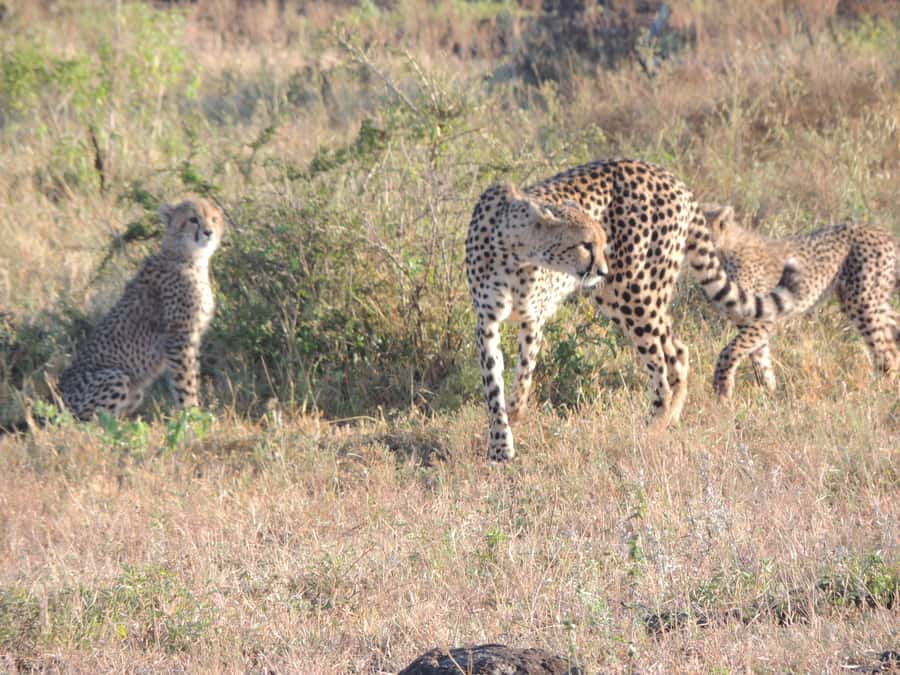 Marloth Park: Kruger National Park Safari Game Drives - From Marloth Park to Kruger at 5:00 AM