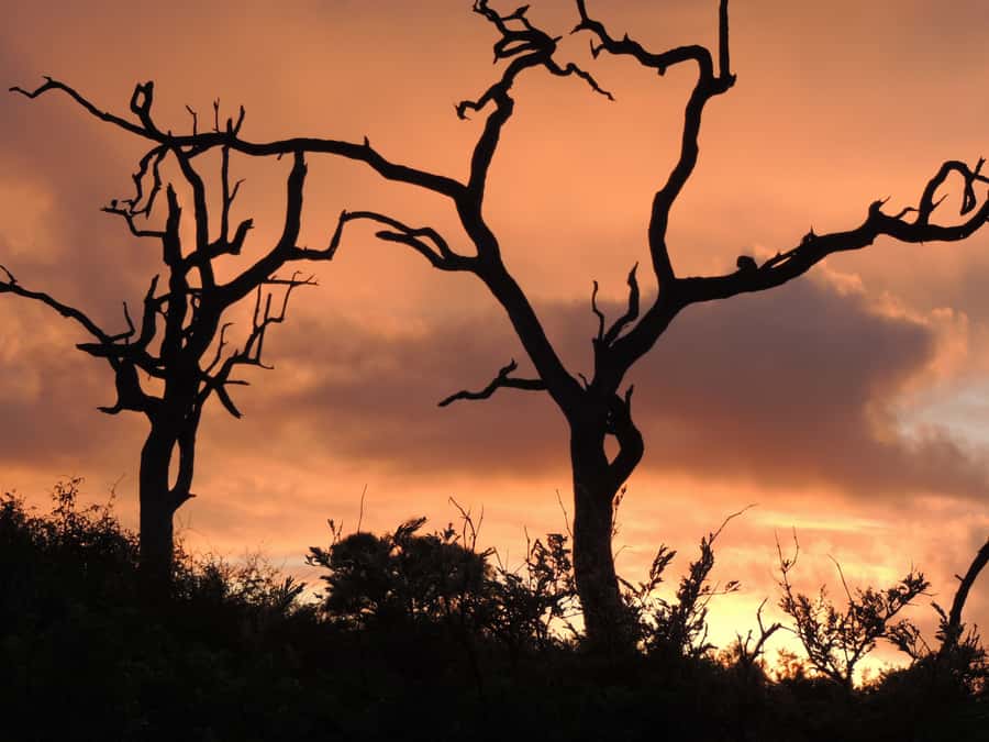 Marloth Park: Kruger National Park Safari Game Drives - Sunrise, sleeping lions, and elephant country