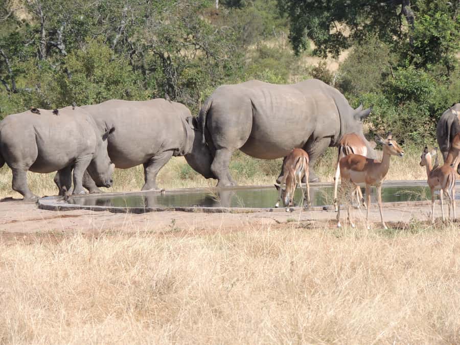 Marloth Park: Kruger National Park Safari Game Drives - Hippos, crocodiles, and the wider animal list