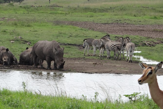 Mini Safari and Zulu Cultural experience - Day Tour - What makes this Durban day tour worth considering