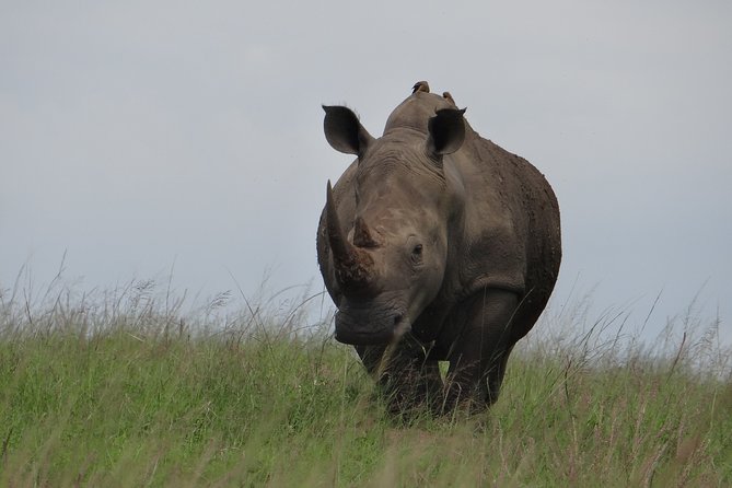 Mini Safari and Zulu Cultural experience - Day Tour - Three hours among animals at Tala Private Game Reserve
