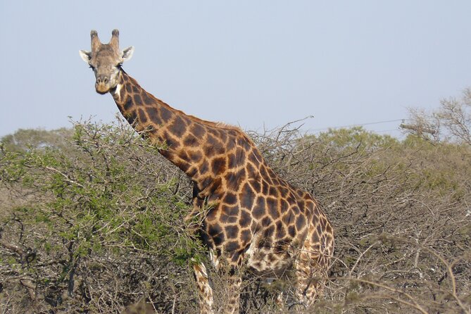 Mini Safari and Zulu Cultural experience - Day Tour - Practical details before you reserve