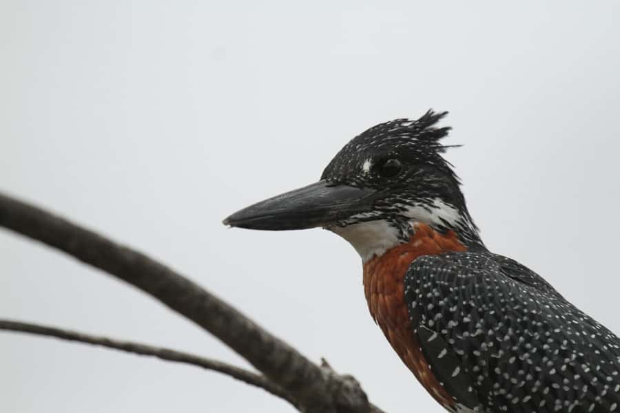 Moholoholo Rehabilitation Centre - Why Moholoholo feels different from a normal animal attraction