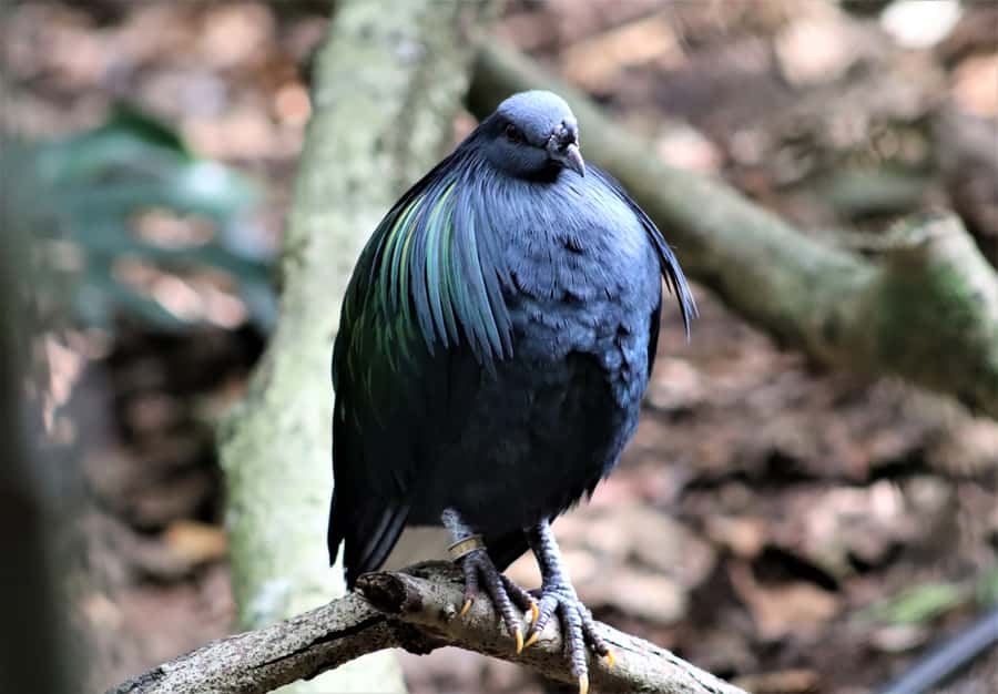 Monkeyland, Birds of Eden, Jukani - Animal Sanctuaries - Key points to know before you go