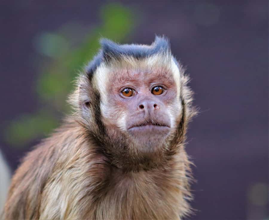 Monkeyland, Birds of Eden, Jukani - Animal Sanctuaries - FAQ