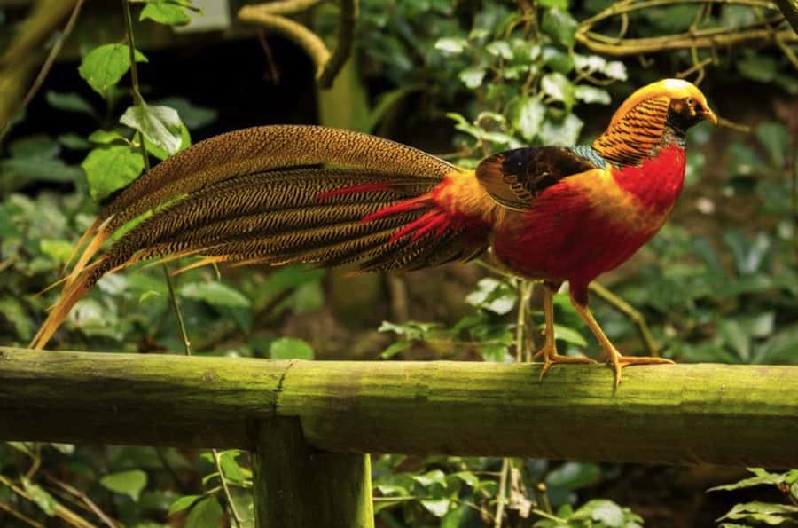 Monkeyland, Birds of Eden, Jukani - Animal Sanctuaries - Three sanctuaries, one wildlife day