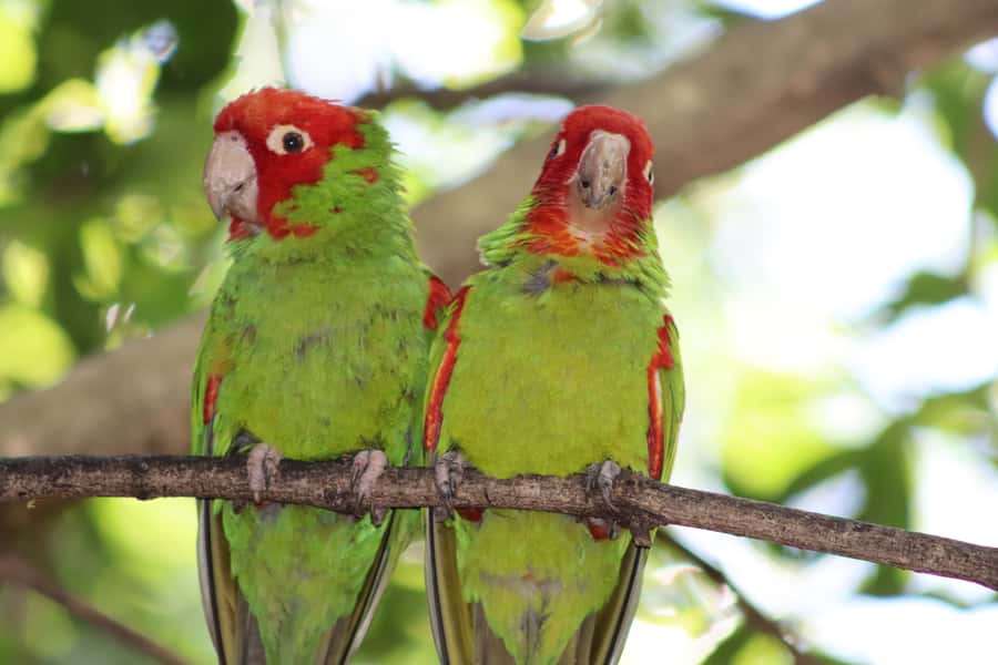 Monkeyland, Birds of Eden, Jukani - Animal Sanctuaries - Birds of Eden: a 1.2-kilometer walk under mesh