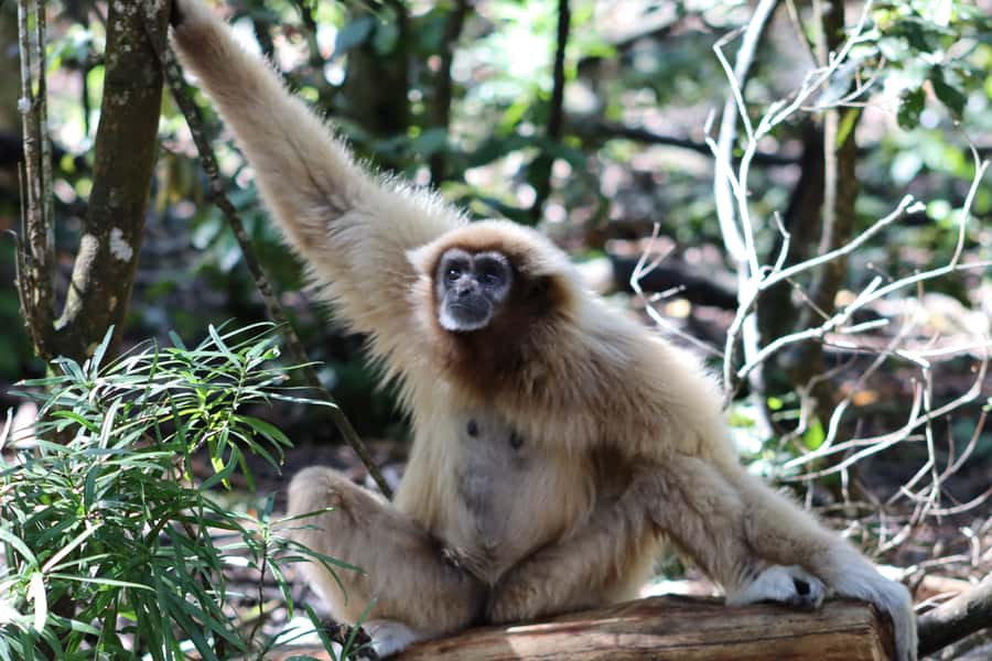 Monkeyland, Birds of Eden, Jukani - Animal Sanctuaries - Jukani Wildlife Sanctuary: rescued predators and large mammals