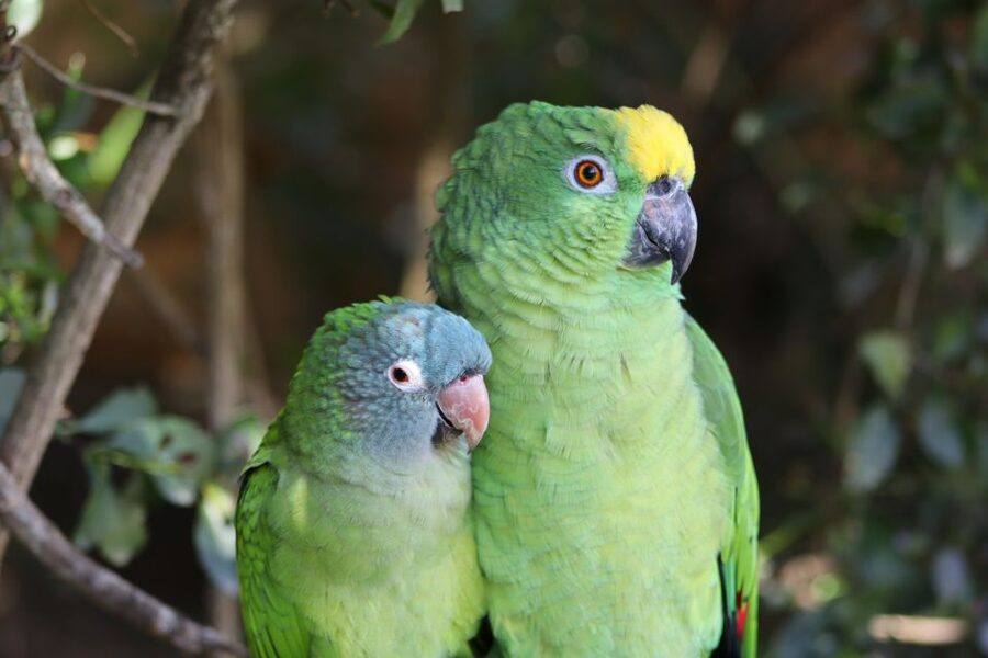 Monkeyland, Birds of Eden, Jukani - Animal Sanctuaries - Who will get the most from this experience?