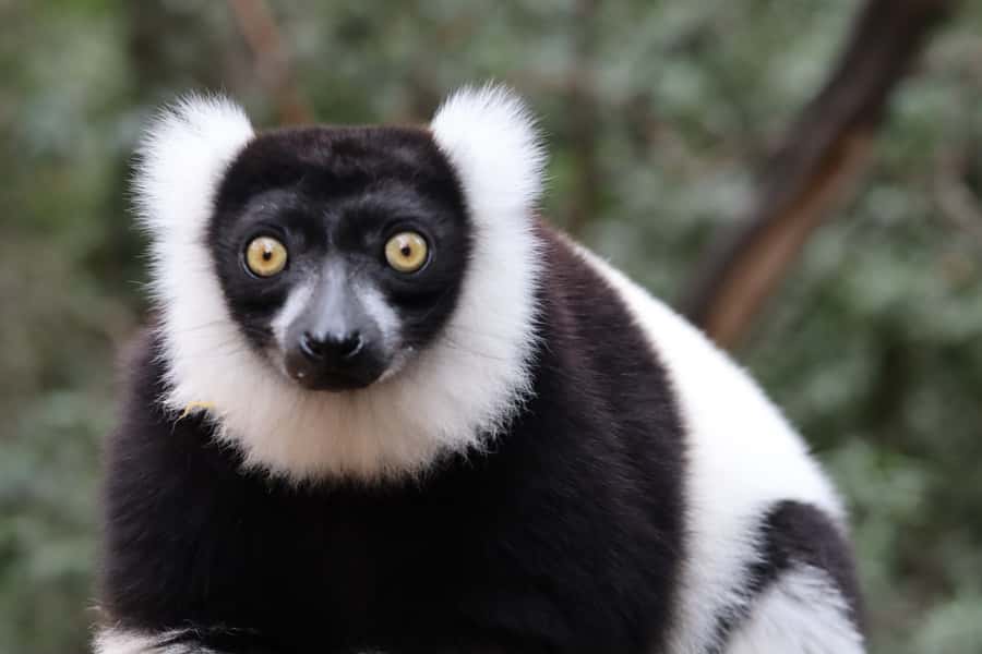Monkeyland, Birds of Eden, Jukani - Animal Sanctuaries - Should you book Monkeyland, Birds of Eden, and Jukani?