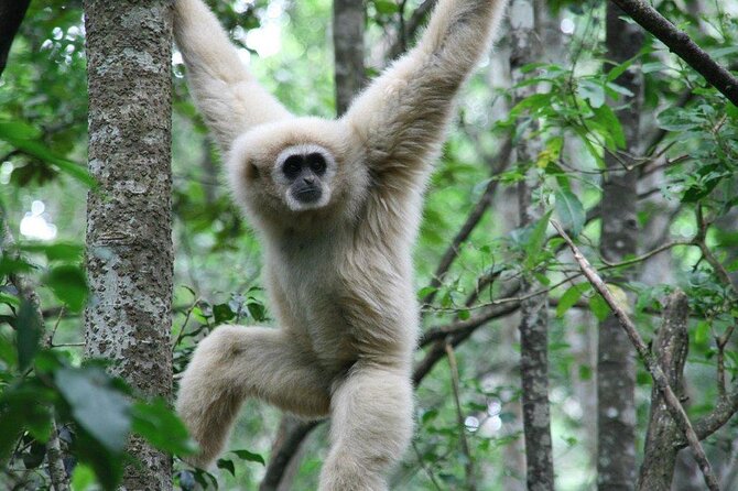 Monkeyland Guided Tour in Plettenberg Bay - What Monkeyland is trying to do
