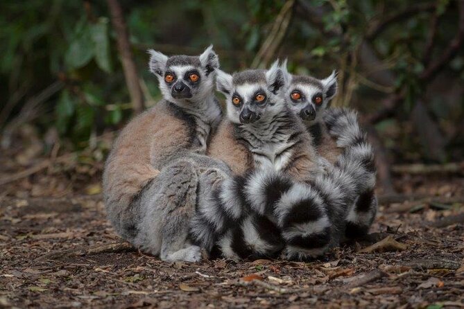 Monkeyland Guided Tour in Plettenberg Bay - Following the guide through 30 acres