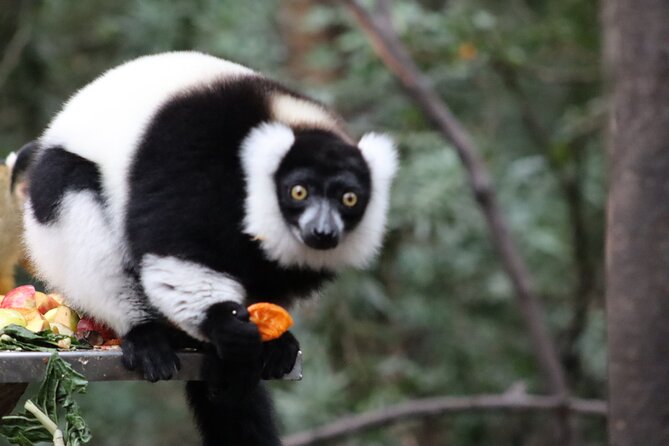 Monkeyland Guided Tour in Plettenberg Bay - Why the guide matters more than the clock