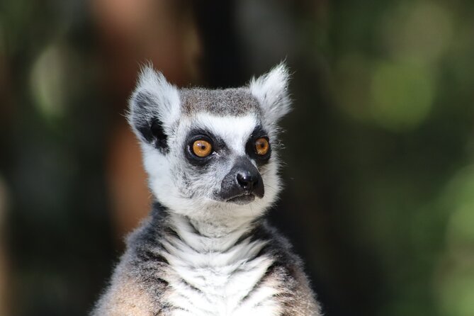 Monkeyland Guided Tour in Plettenberg Bay - Price, group size, and overall value