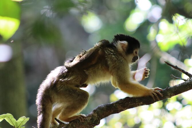 Monkeyland Guided Tour in Plettenberg Bay - Language options and family details