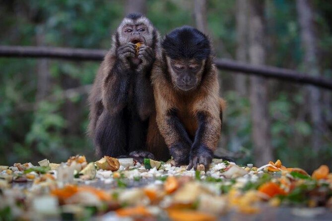 Monkeyland Guided Tour in Plettenberg Bay - What the strongest praise tells you