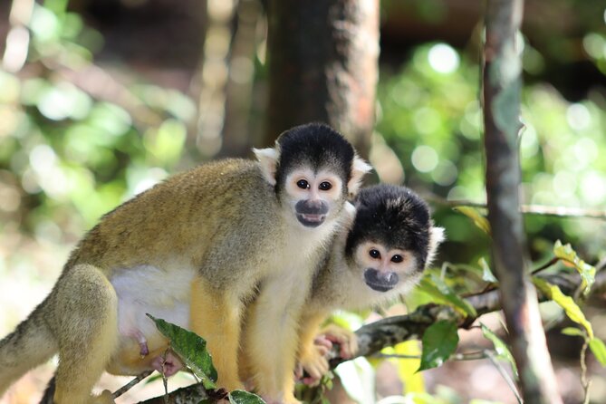 Monkeyland Guided Tour in Plettenberg Bay - Who should book Monkeyland
