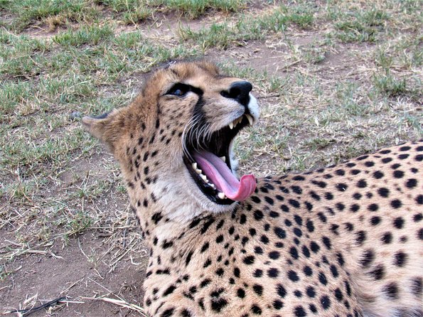 Morning Kruger National Park Safari - Key points at a glance