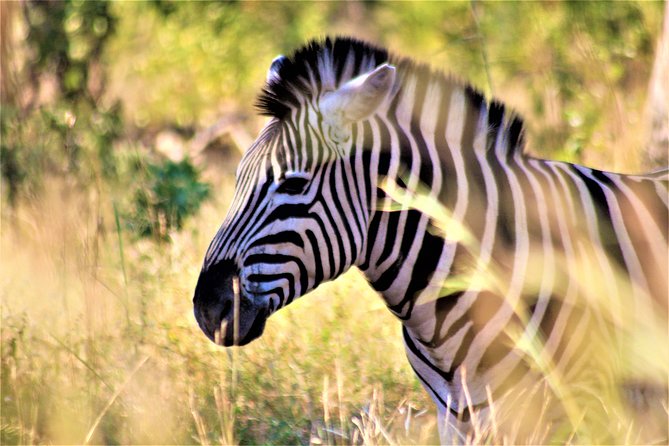 Morning Kruger National Park Safari - Why the early Kruger start matters