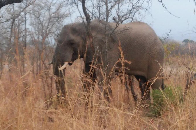 Morning Kruger National Park Safari - Wildlife sightings, from Big Five hopes to smaller discoveries